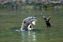 Giant Otter02-01